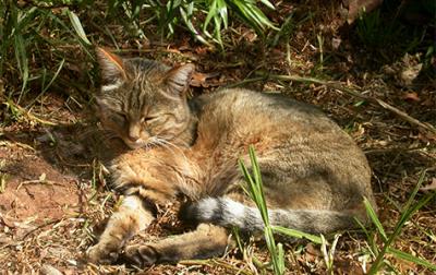 Mensch und Katze – einer alten Freundschaft auf der Spur