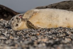 Robben-Babys auf Helgoland vermisst