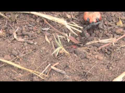 Video der Woche: Frosch marschiert heimlich unter Ameisen