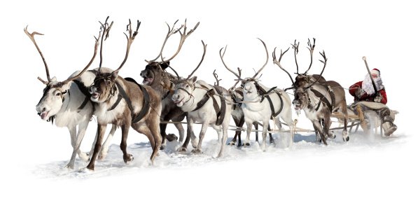Warum ziehen Rentiere den Schlitten des Weihnachtsmanns?