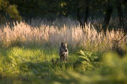Wolfsgeheul in Berlin
