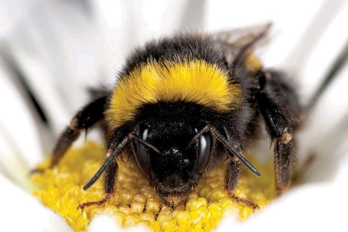 Bienen gefährden Hummeln