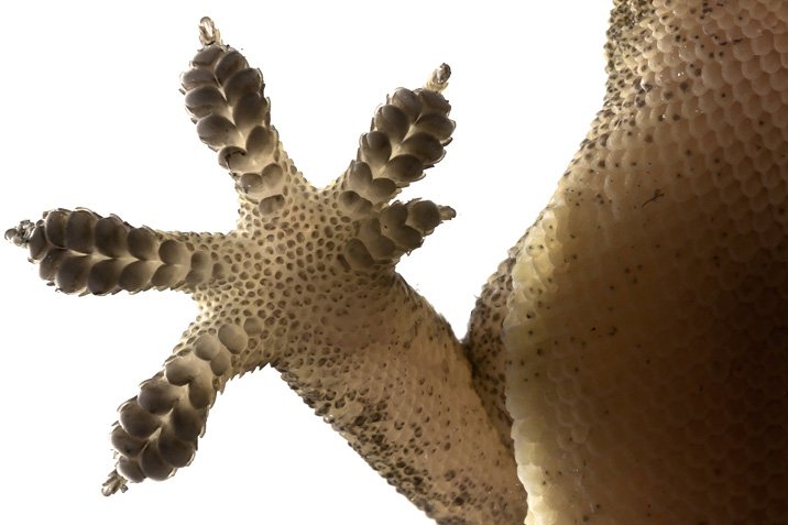 Gecko-Imitat mit Selbstreiniger