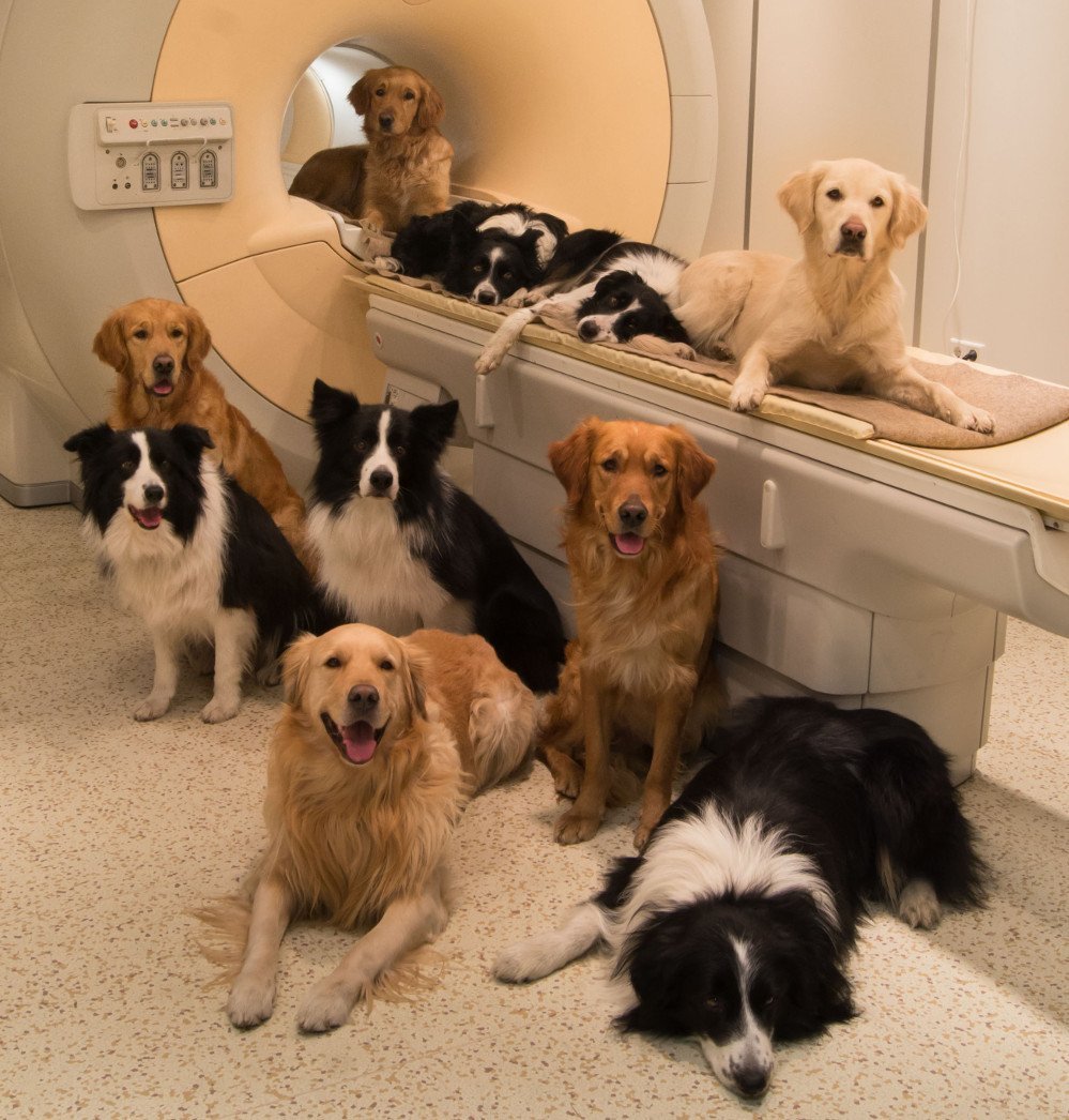Spannende Ähnlichkeiten: Menschen- versus Hundehirn