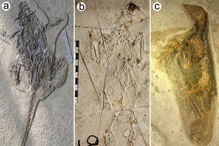 Spurensuche im Pompeji der Paläontologie
