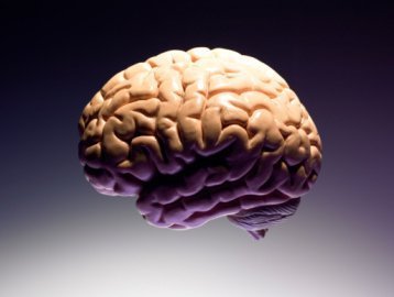 Top verdrahtet dank Omega-3-Fettsäuren