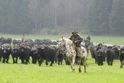 Der Büffelhirte von der Schwäbischen Alb