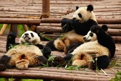Gib dem Panda Zucker