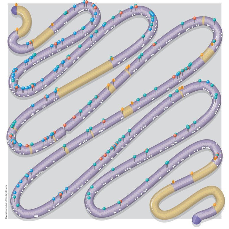 Meilenstein: Das erste künstliche Chromosom