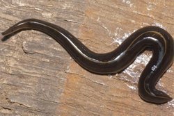 Schneckenfresser aus Neuguinea
