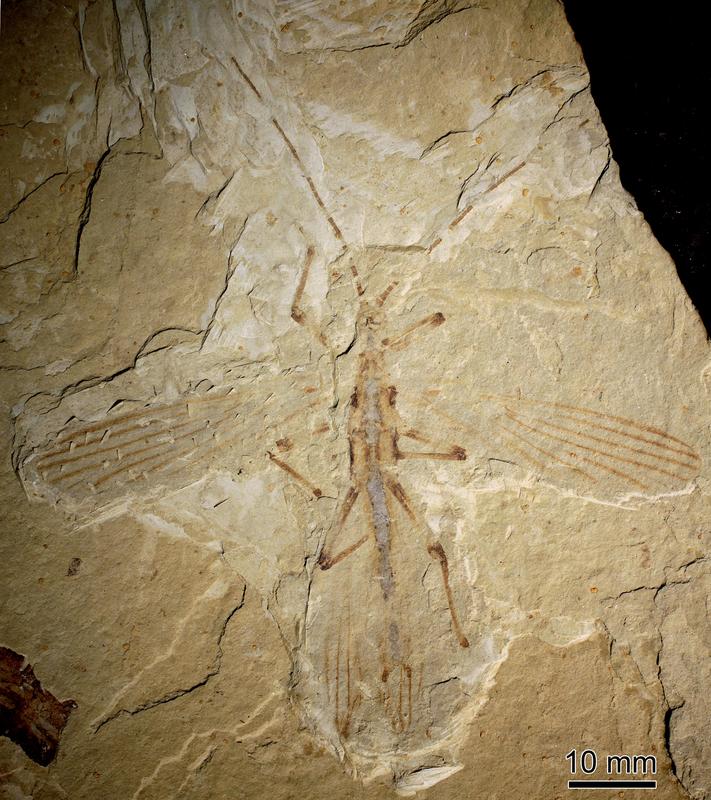 Wandelnde Blätter schon in der Dino-Ära