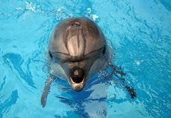 Delfinarien in Deutschland schließen