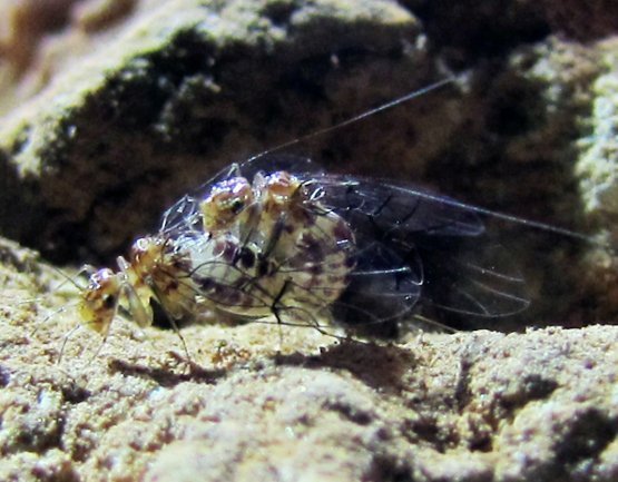 Kurioses aus der Natur: Vertauschte Geschlechtsorgane