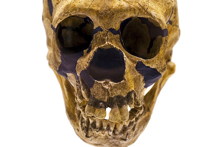 Neandertalererbe hilft beim Fettabbau