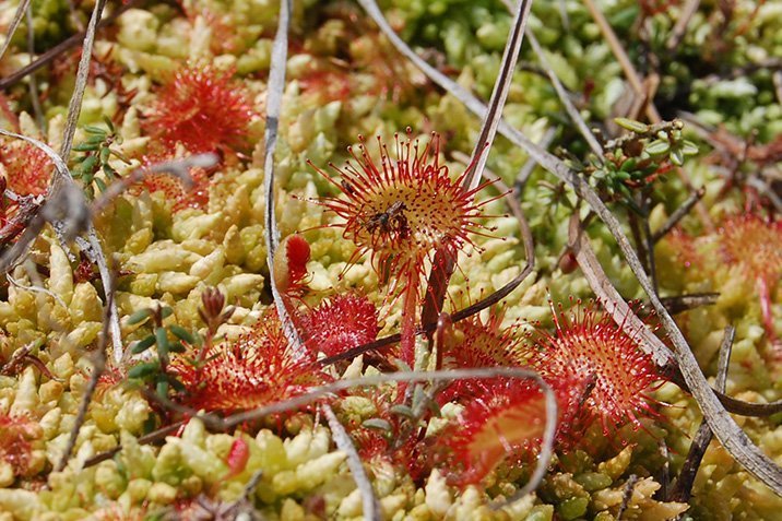Sonnentau: keine rote Verlockung