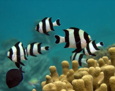 Versauertes Wasser: Fische riechen Räuber nicht