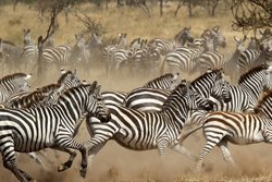 Zebrastreifen als Mückenschutz