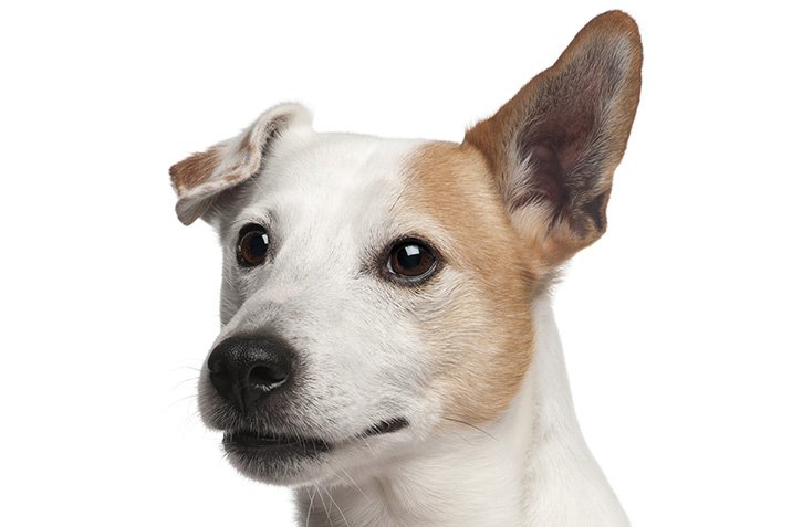 Hunde: Feines Ohr für die Menschenstimme