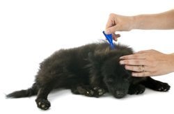 Hunde-Flohmittel können Katzen töten