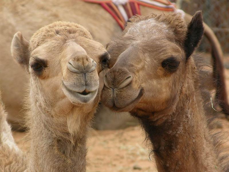 MERS-Coronavirus: Gefahr vom Dromedar
