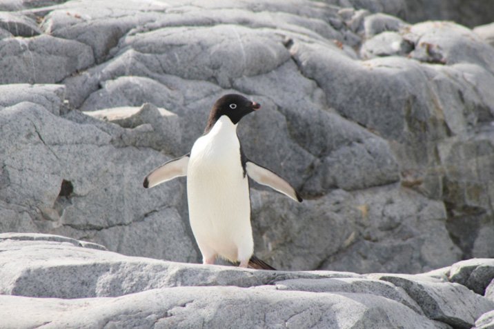 Pinguine mit Vogelgrippe