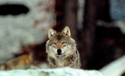 Verkehrsopfer Wolf