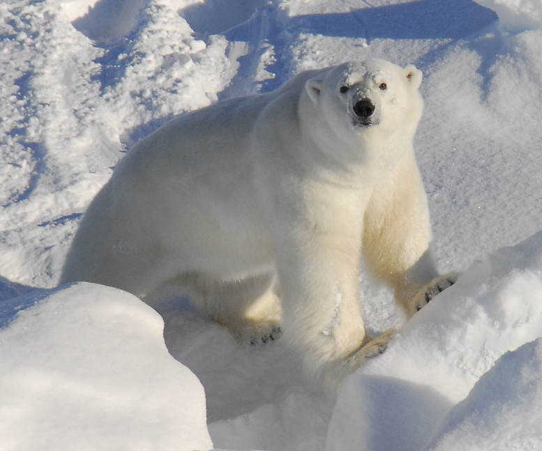Was unsere Ernährung mit dem Genom des Eisbären zu tun hat