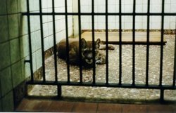 Zoo-Haltung entspricht noch nicht dem Tierschutzgesetz