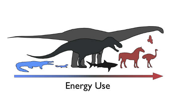 Dinos: Weder warm- noch kaltblütig