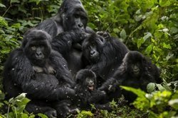 Nationalpark vorerst sicher: Keine Ölbohrungen im Virunga