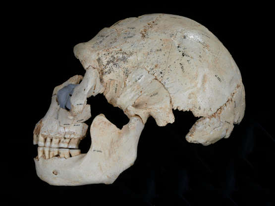 Neandertalisierung...