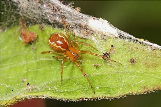 Persönlichkeiten für kollektive Spinnereien