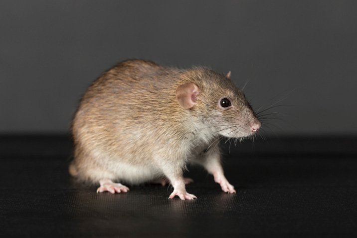 Reumütige Ratten