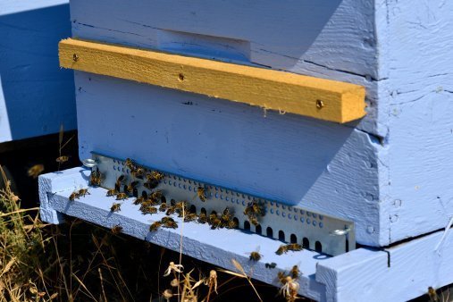 Coole Klimatechnik im Bienenstock
