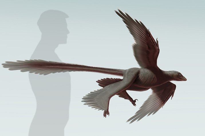 Ein Dinosaurier mit vier Flügeln