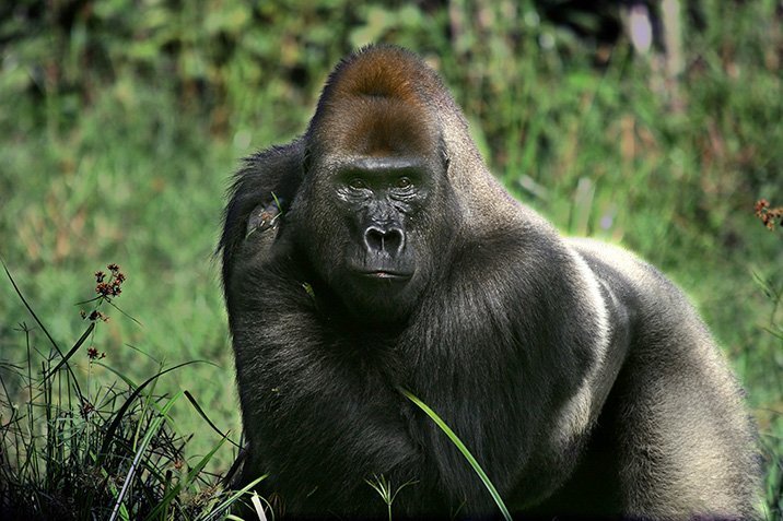 Gorilla mit Geruchssprache