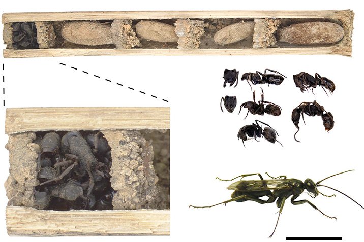 Grausiger Schutzwall