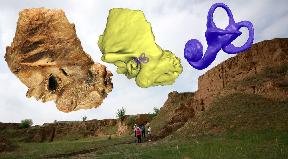 Innenohr sorgt für anthropologische Verwirrung