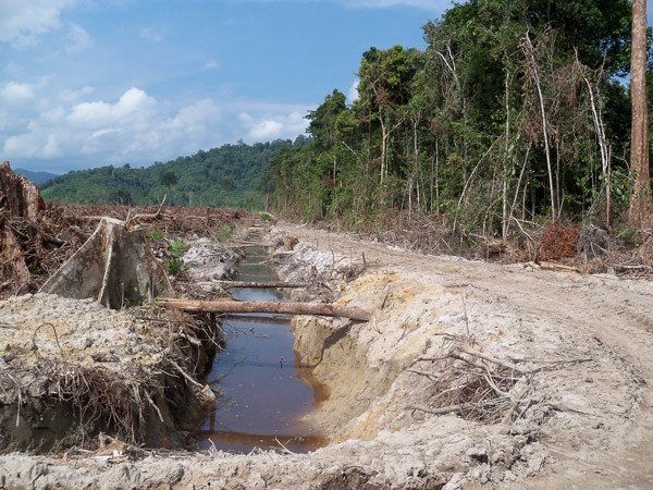 Palmölplantagen gefährden Wasserqualität