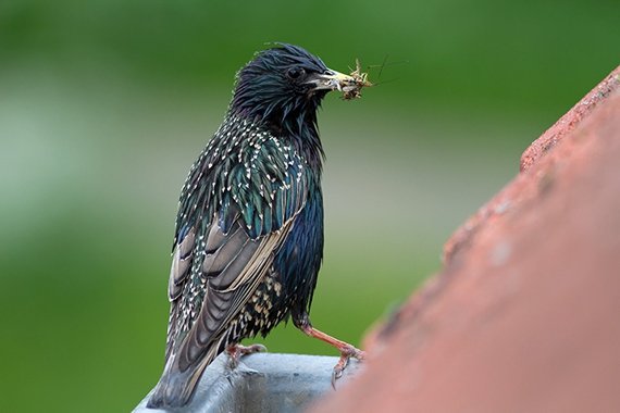 Pestizide sorgen für Futtermangel bei Singvögeln