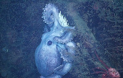 Tiefsee-Oktopus mit Langzeit-Brutrekord