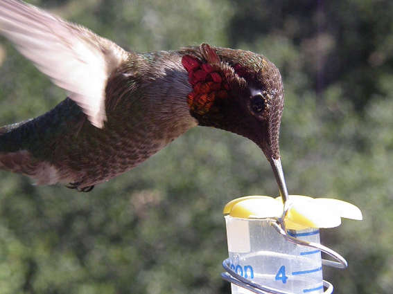 Buchstäblich süße Vögel