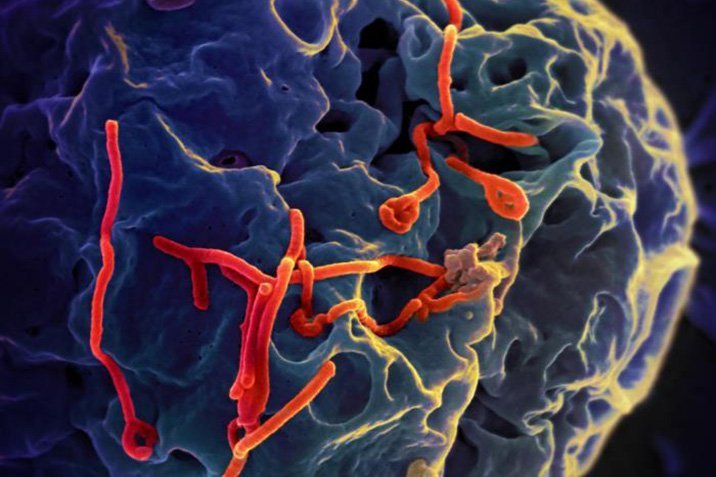 Ebola: Genanalyse enthüllt Herkunft