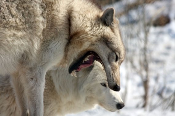 Wolfsgähnen steckt an