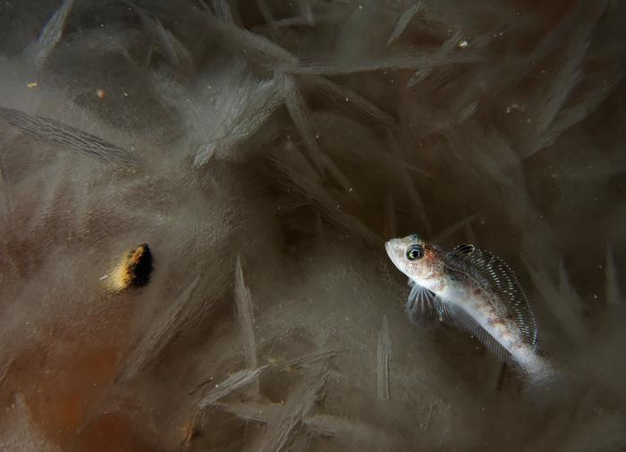 Faszinierendes Fisch-Frostschutzmittel