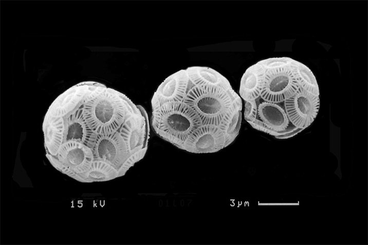 Klimawandel: Flexibles Plankton