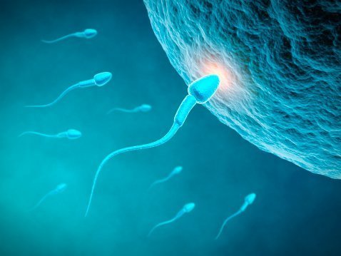 Spermien: Sieger schwimmen raffiniert