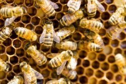 Totalitärer Bienenstaat