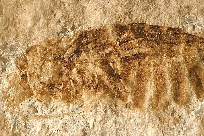 Urzeit-Wasserläufer im Plattenkalk