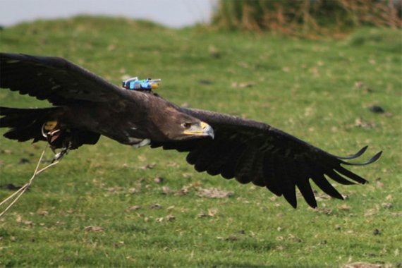 Im Flug mit dem Steppenadler